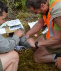 Whio release at Glennie Clearing in January 2019