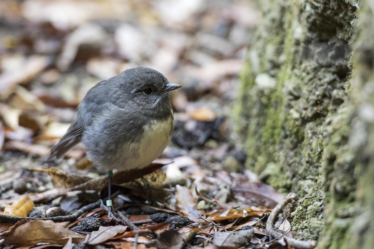 Photo Gallery  - South Island Robin - Photo provided by Rachel Russell, Kaipupu Point Wildlife Sancutary 
