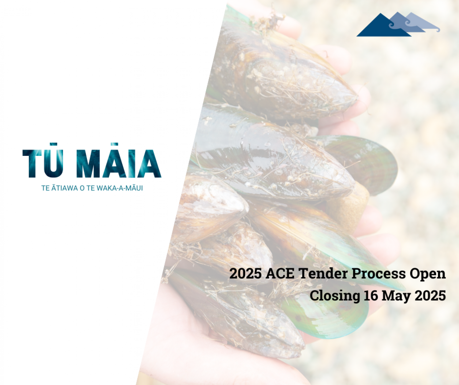 ACE Tender Process Open