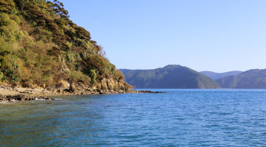 Oruawairua/ Blumine Island - Aerial Deer Control