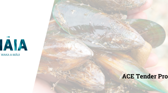 2025 ACE Tender Process